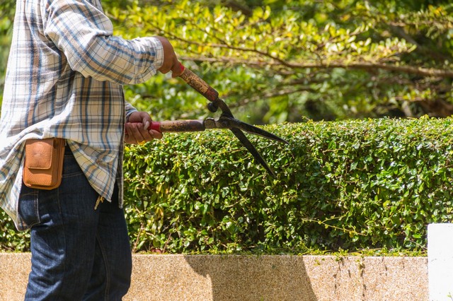 Garden Maintenance Dalston, E8